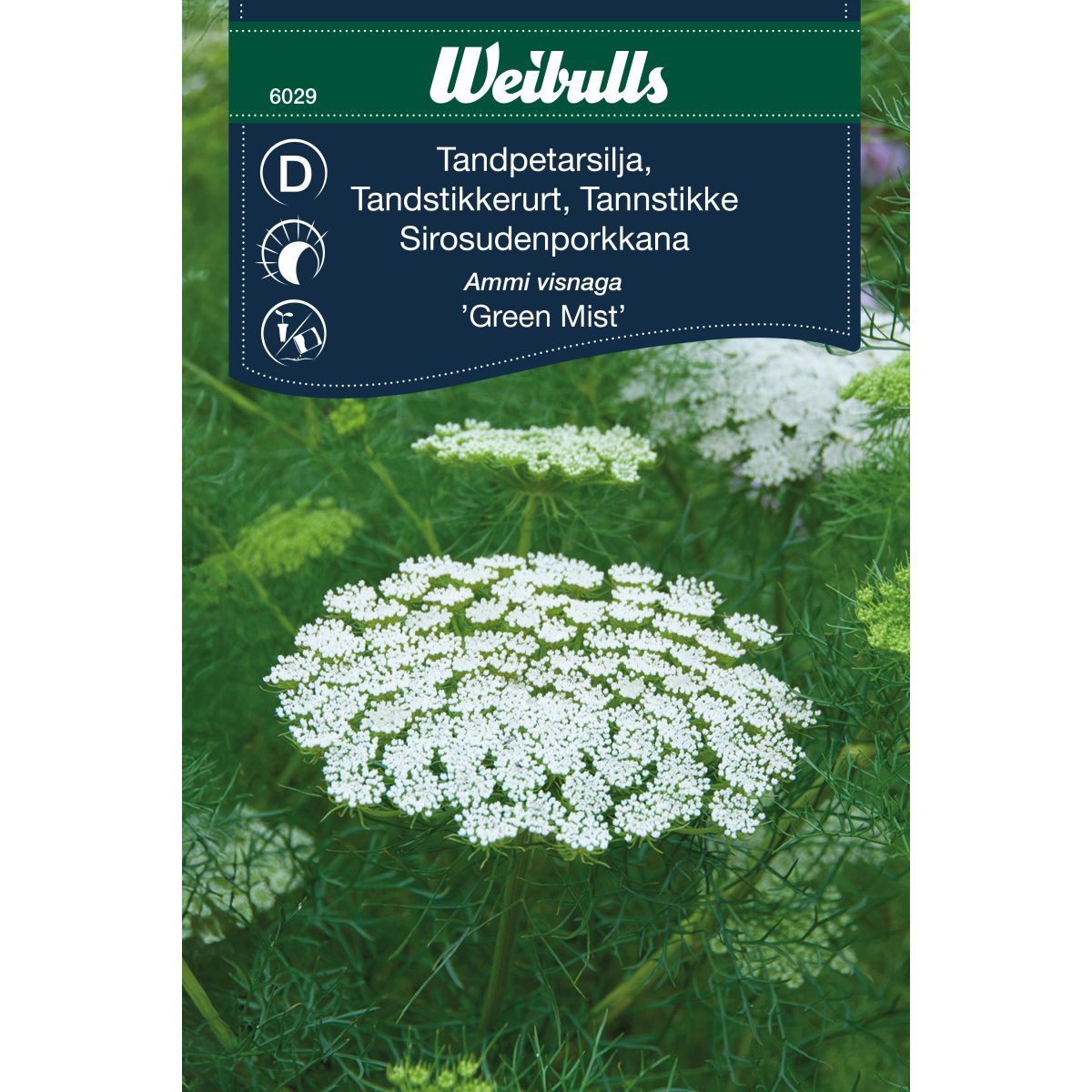 6029 , Weibulls Tandpetarsilja Green Mist Ammi visnaga