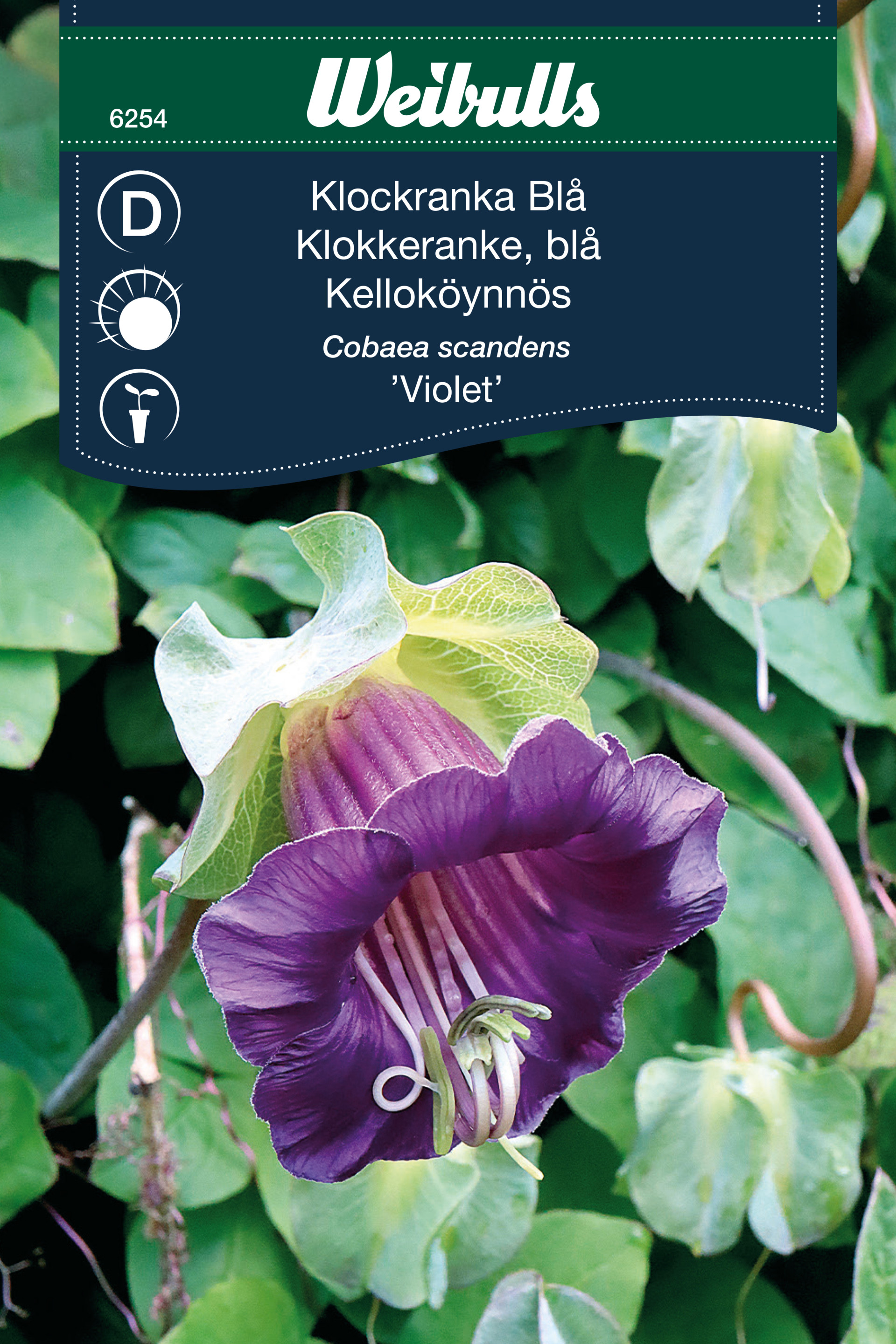 6254  WEIBULLS Blå klockranka Cobaea scandens Violet