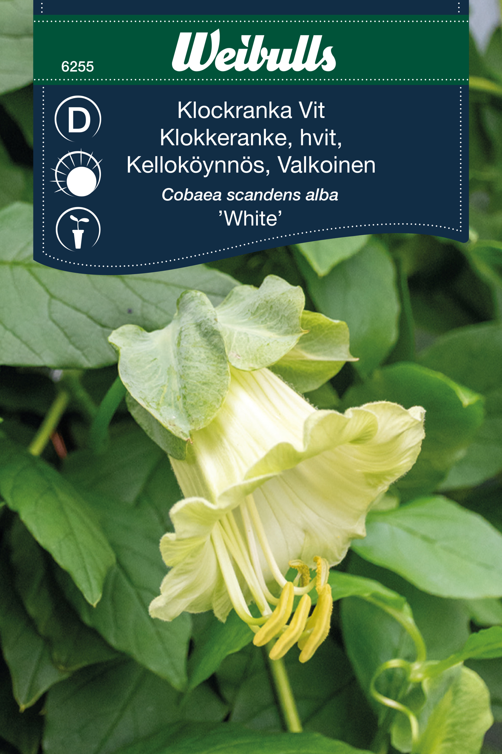 6255 Weibulls Klockranka Vit White Cobaea scandens alba