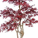 Maple, planta artificial