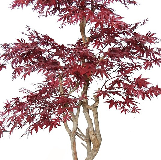 Maple, planta artificial