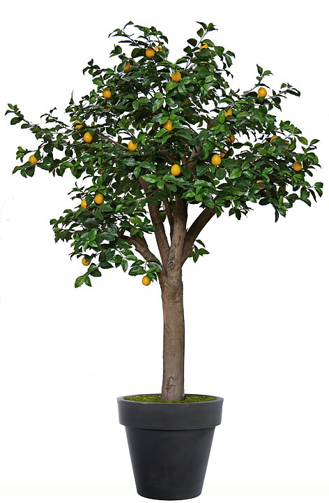 Citron Florence, konstväxt