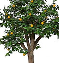 Lemon Florence, planta artificial