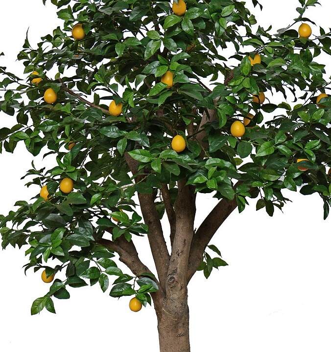 Citron Florence, konstväxt