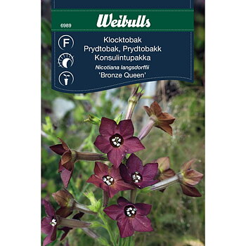 6989   Weibulls Klocktobak 'Bronze Queen' Nicotiana langsdorffii