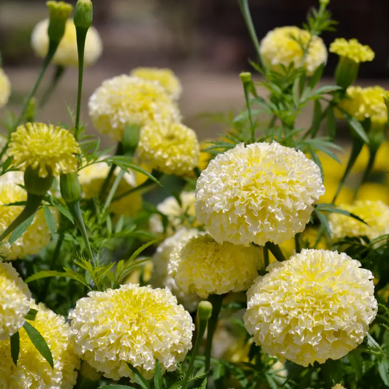 Stor tagetes 'White Swan'