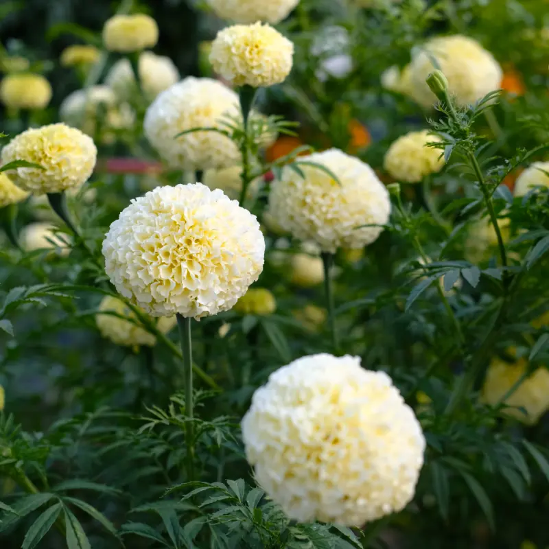 Stor tagetes 'White Swan'