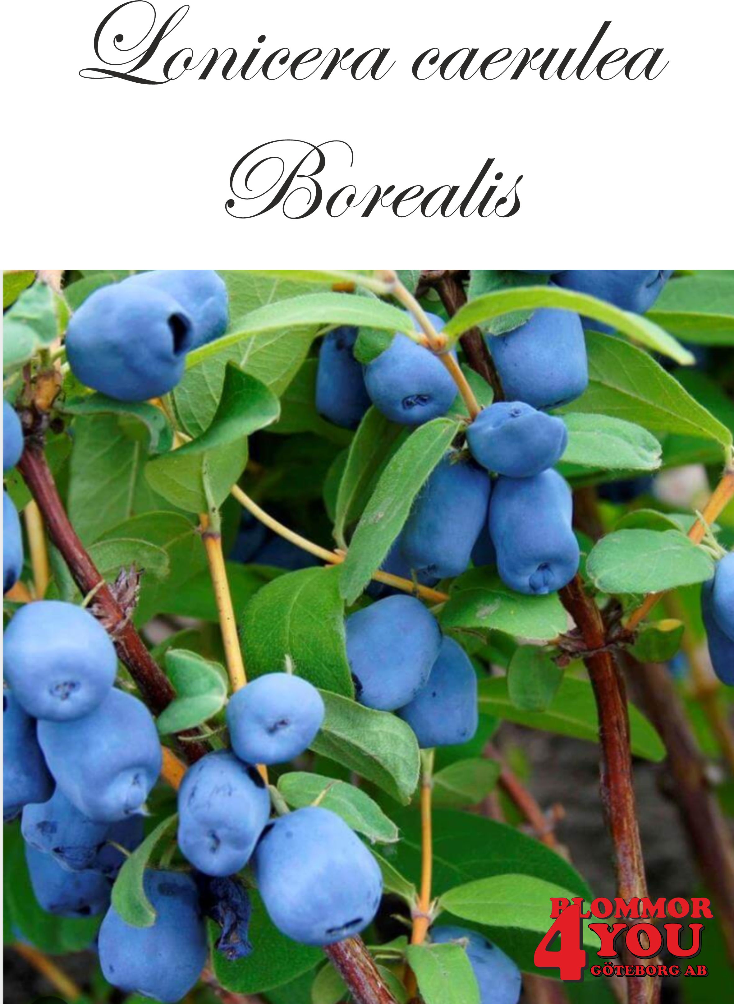 Lonicera cae.var. kamt. Borealis (Myberry Sweet) Busk C3,5