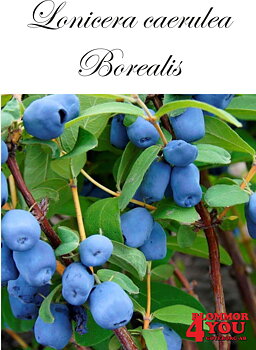 Lonicera cae.var. kamt. Borealis (Myberry Sweet) Busk C3,5