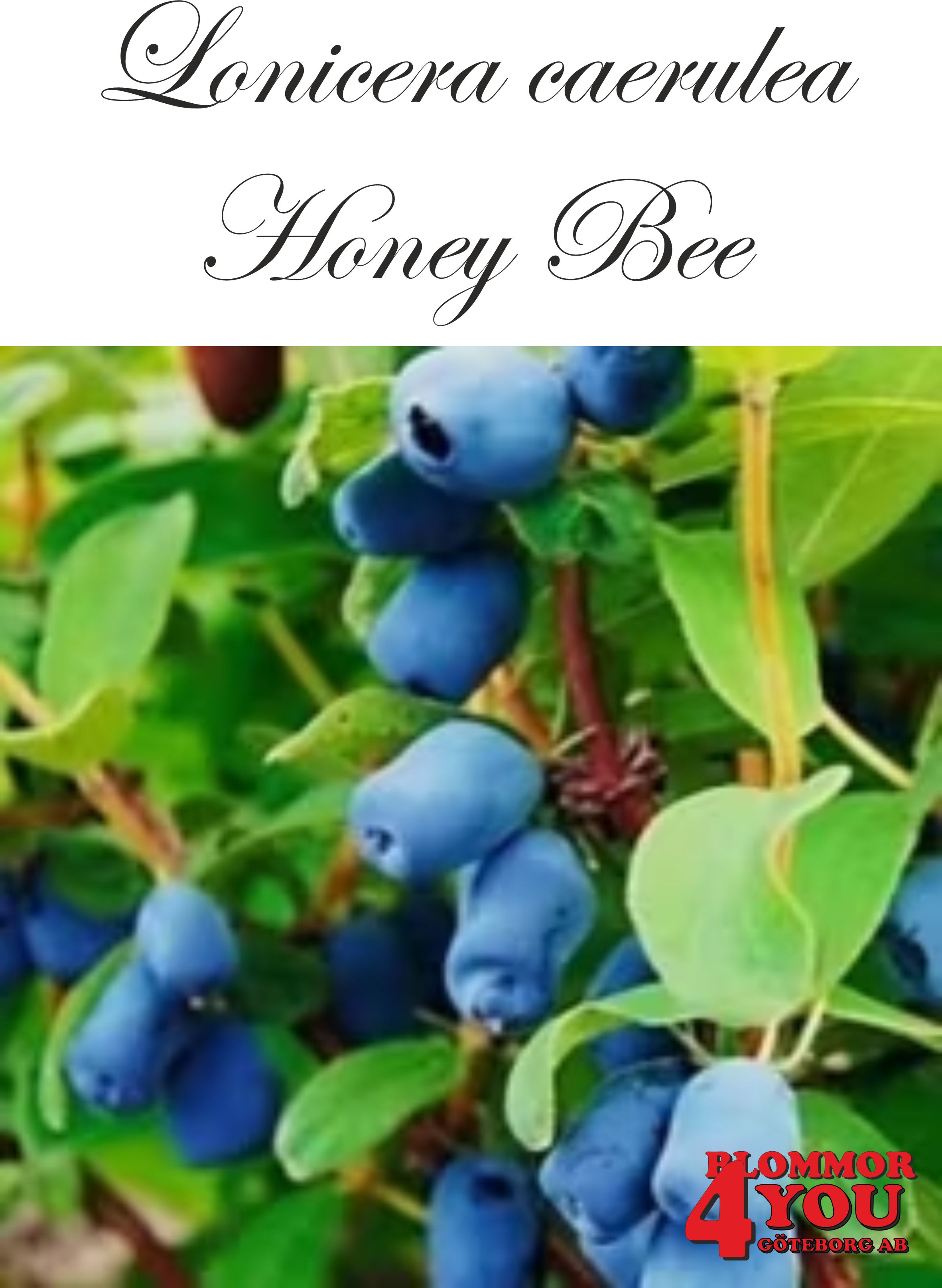 Lonicera caerulea var. kamt. Honey Bee Busk C3,5