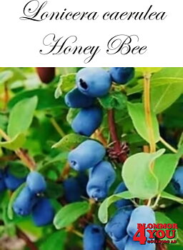 Lonicera caerulea var. kamt. Honey Bee Busk C3,5