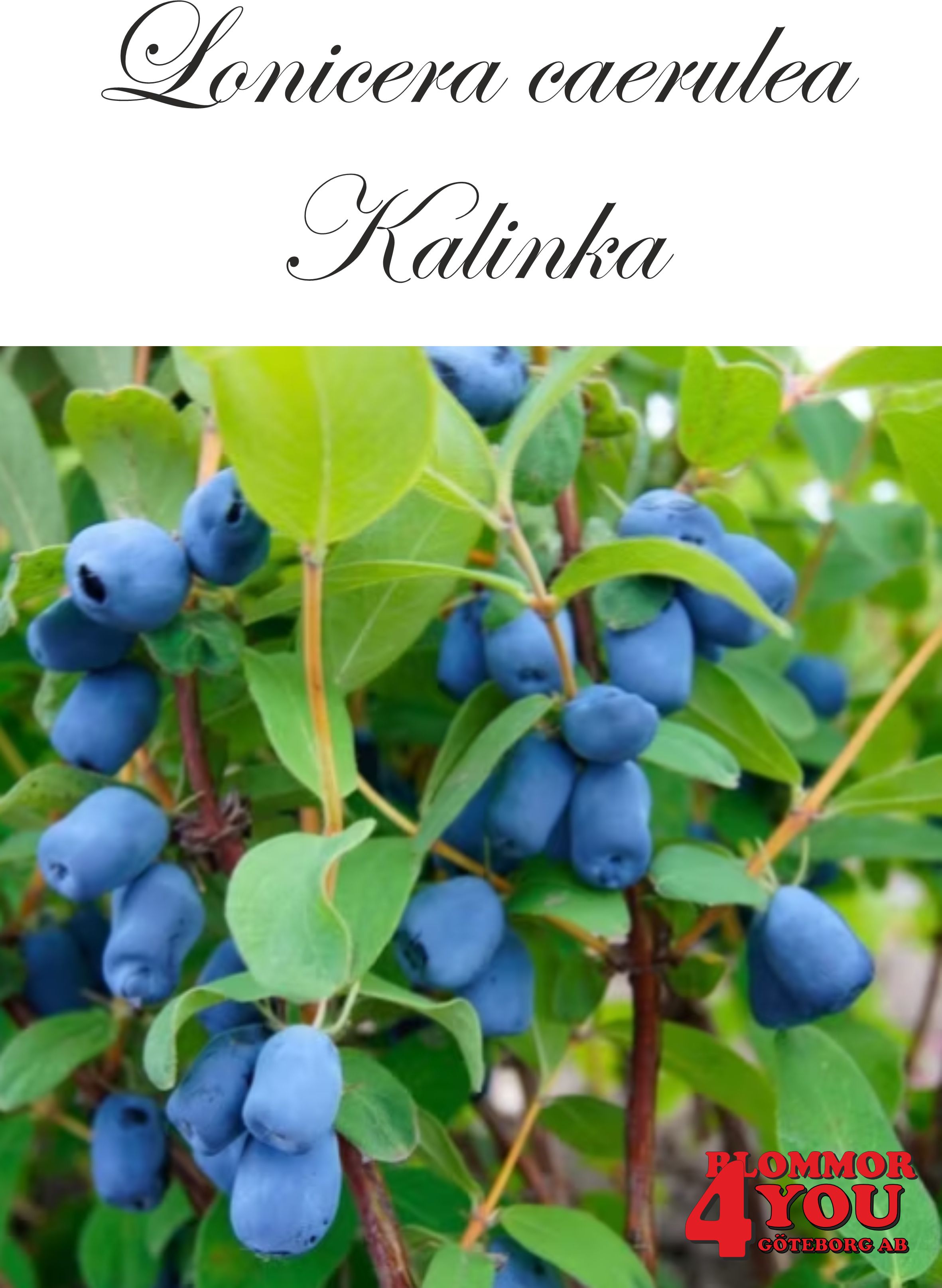 Lonicera caerulea var. kamt. Kalinka Busk C3,5
