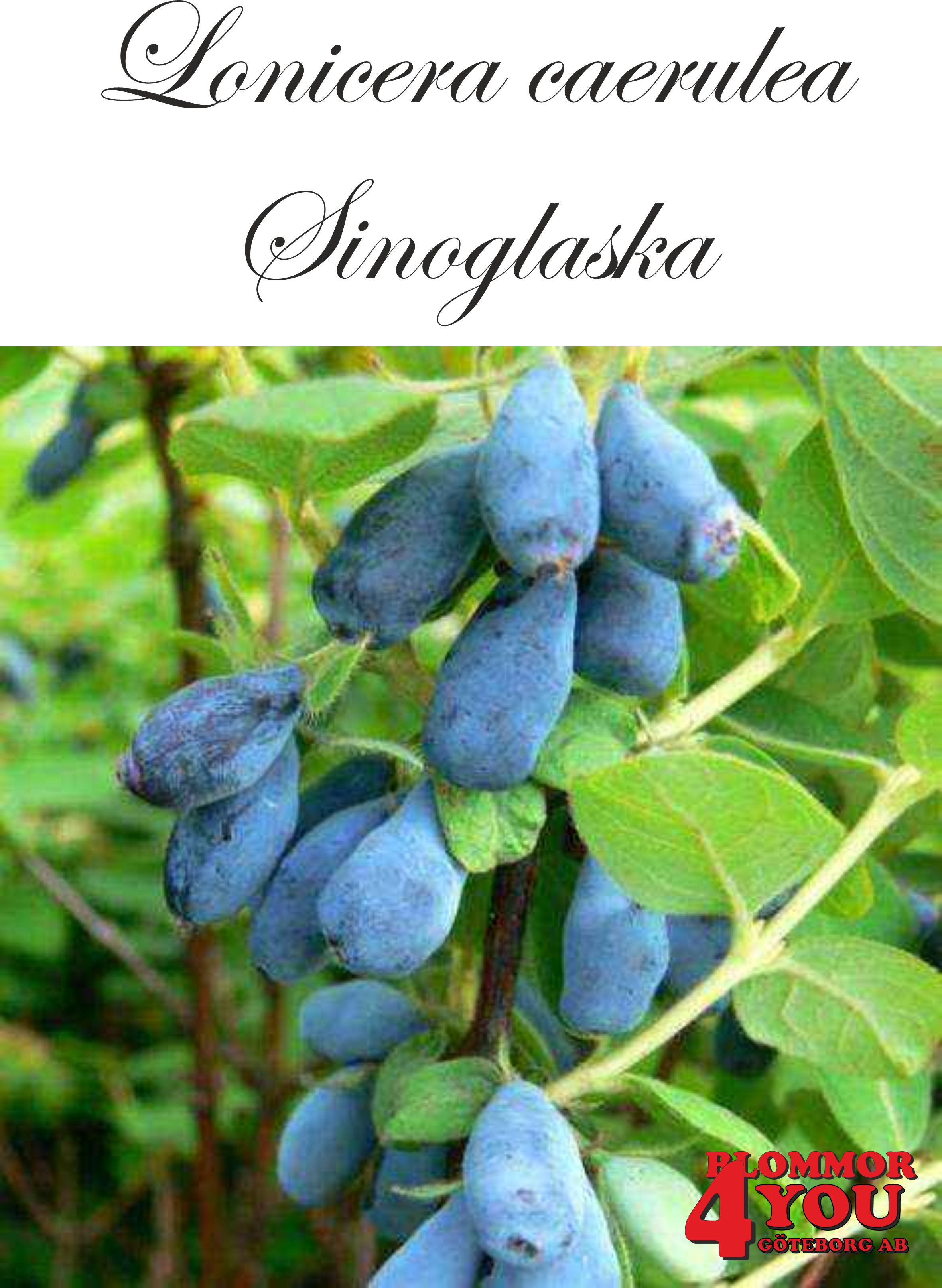 Lonicera caerulea kamt. Sinoglaska Busk C3,5