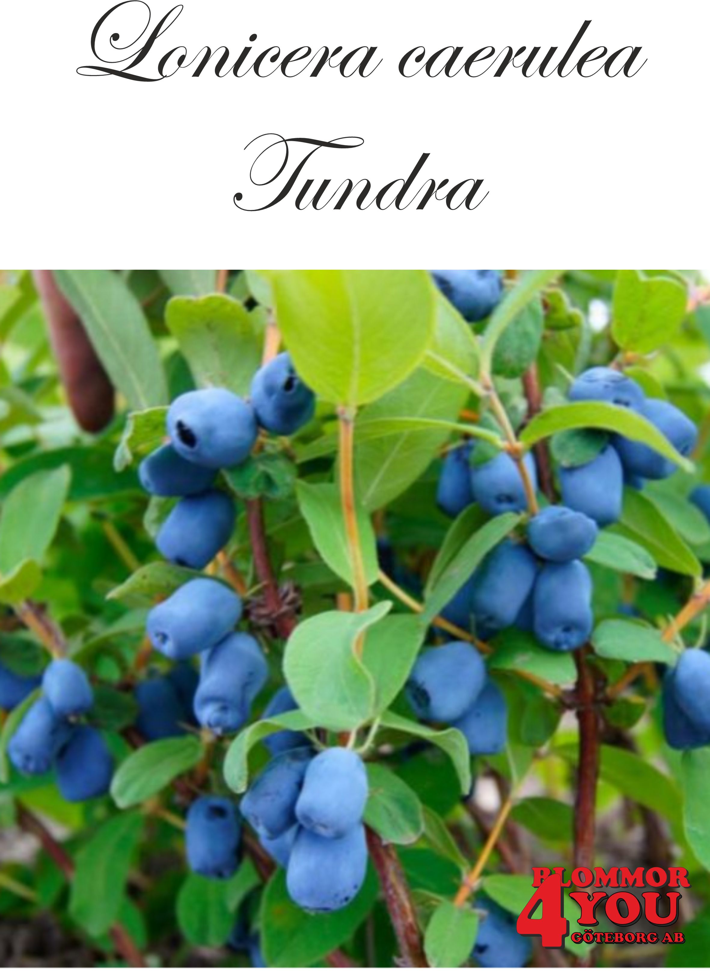Lonicera caerulea var. kamt. Tundra Busk C3,5