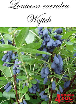 Lonicera caerulea kamt. Wojtek Busk C3,5