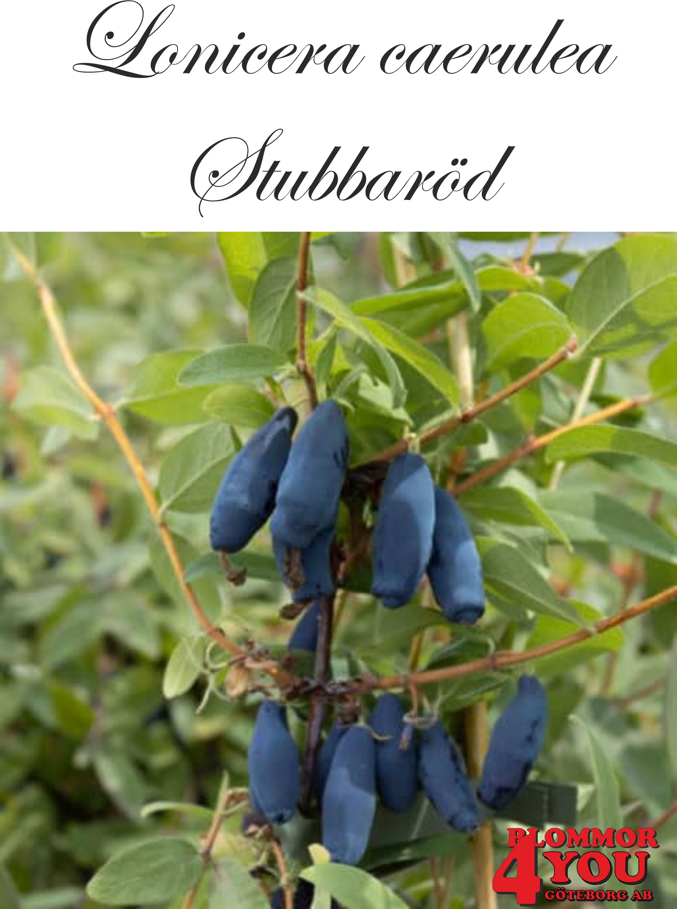 Lonicera caerulea Stubbaröd Busk C3,5