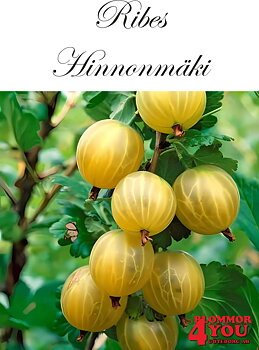 Ribes (Grossularia) Hinnonmäki Gul (CAC) Busk C3,5
