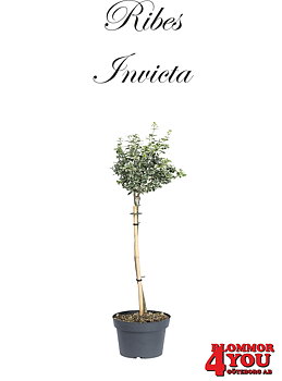 Ribes (Grossularia) Invicta   (CAC) Stam Co