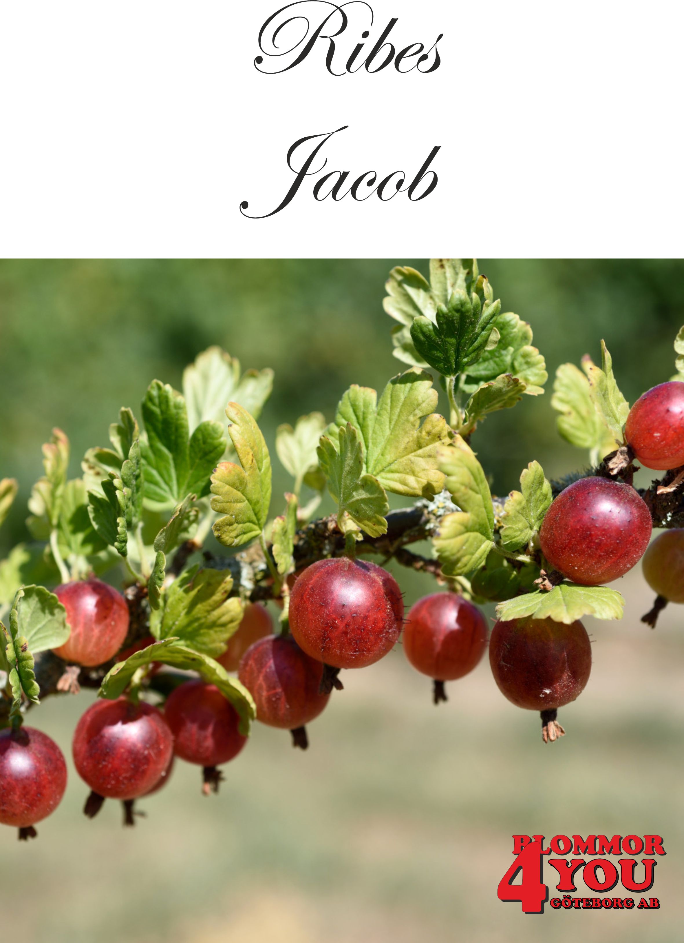Krusbär Ribes (Grossularia) Jacob   (EPS-cert) Busk C3,5