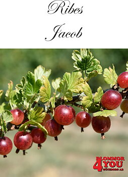 Krusbär Ribes (Grossularia) Jacob   (EPS-cert) Busk C3,5