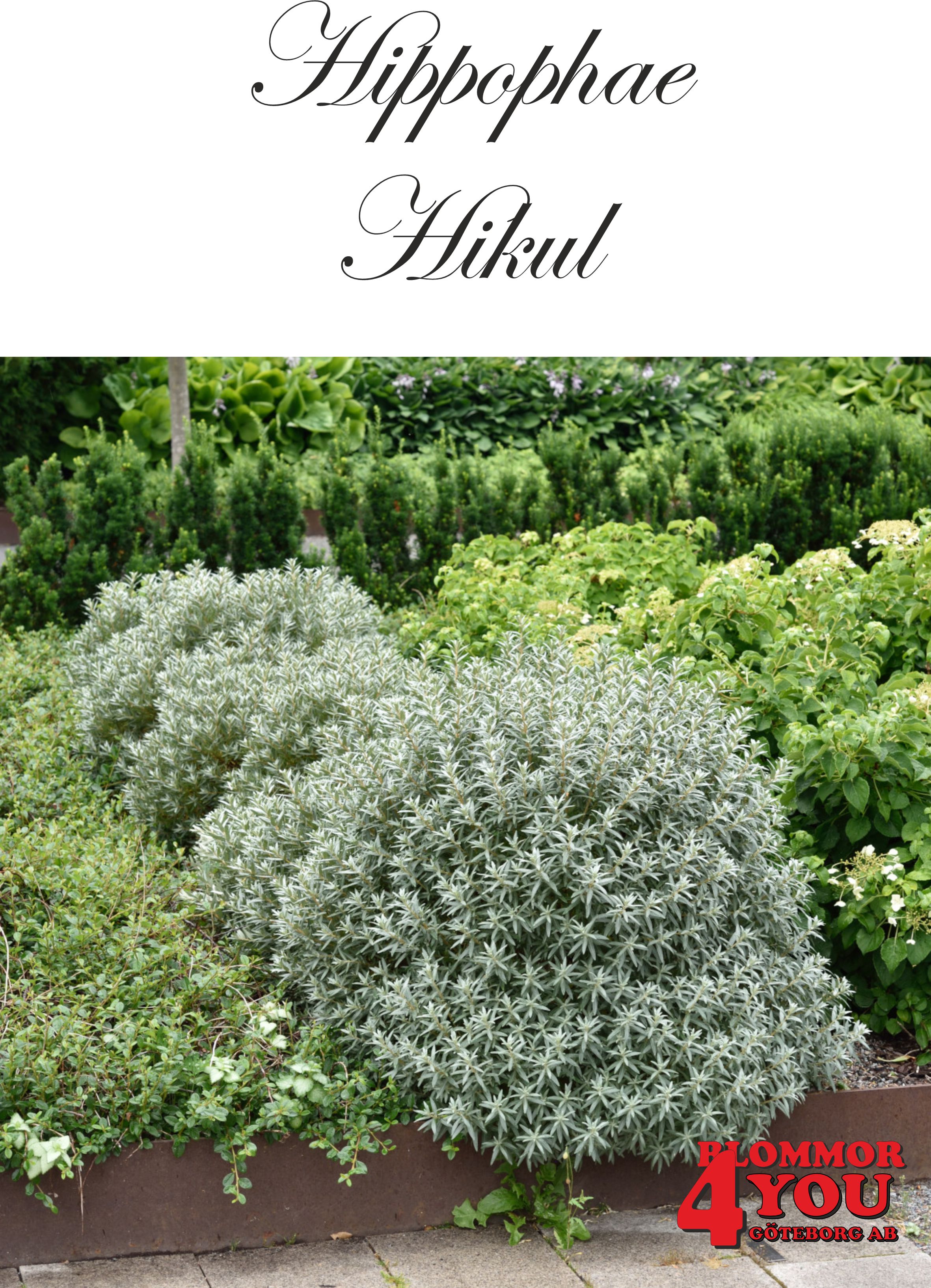 Hippophae rhamnoides Hikul Busk C3,5