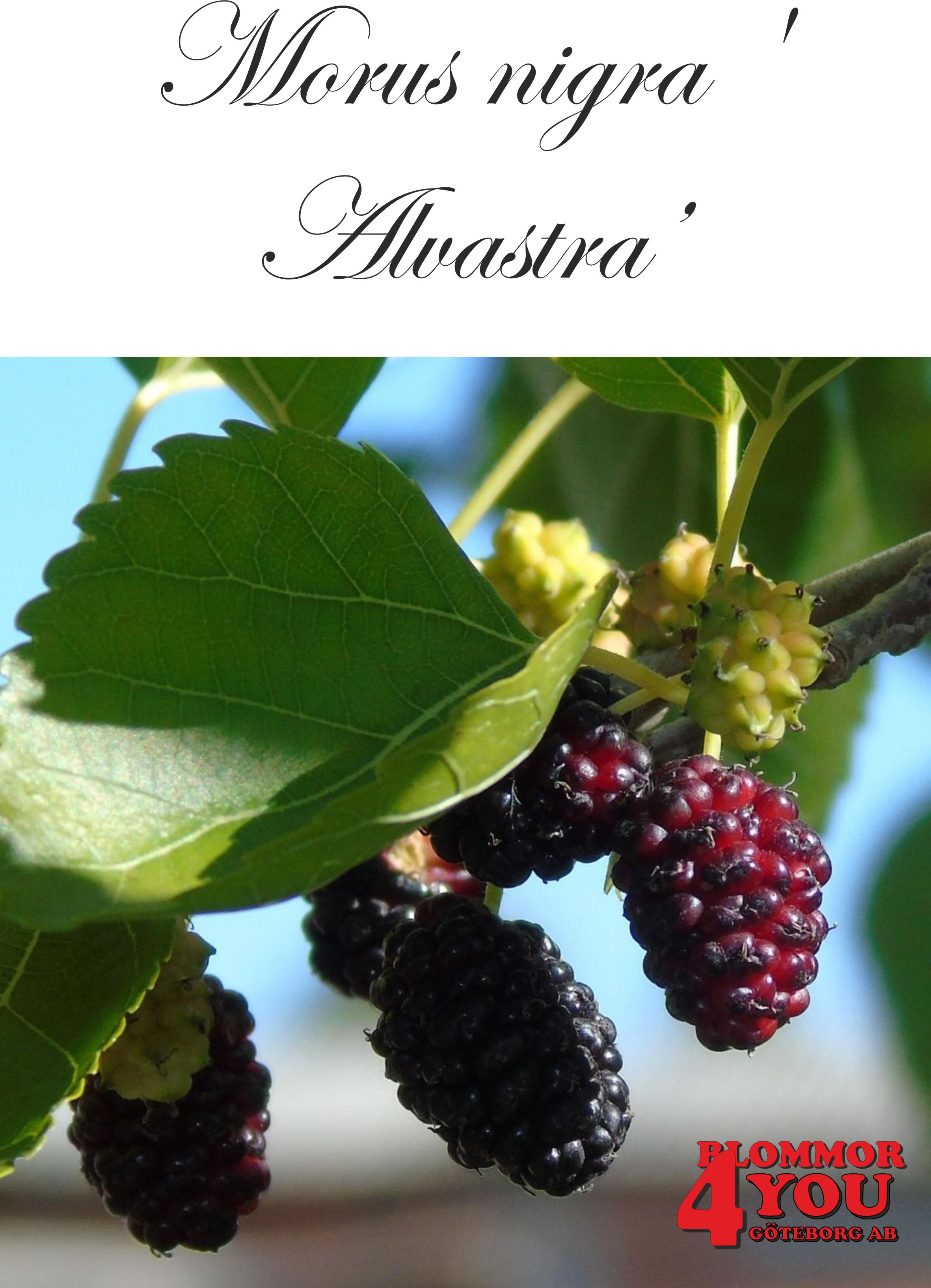 Morus nigra Alvastra (EPS-cert) Busk C5