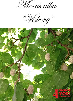 Morus alba Visborg (EPS-cert) Busk C5