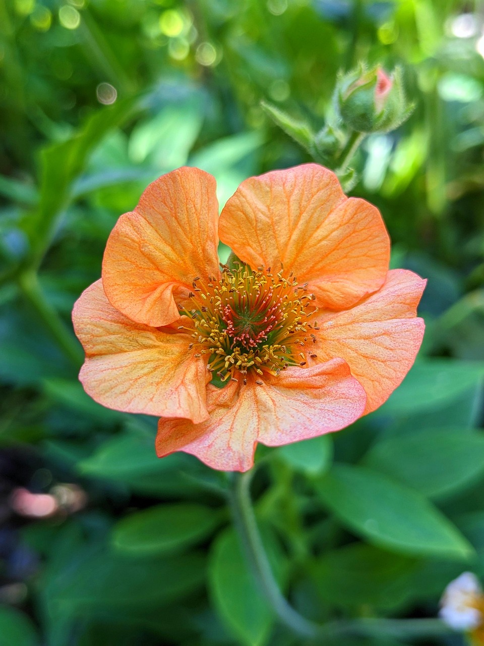 Nejlikrot 'Mai Tai'