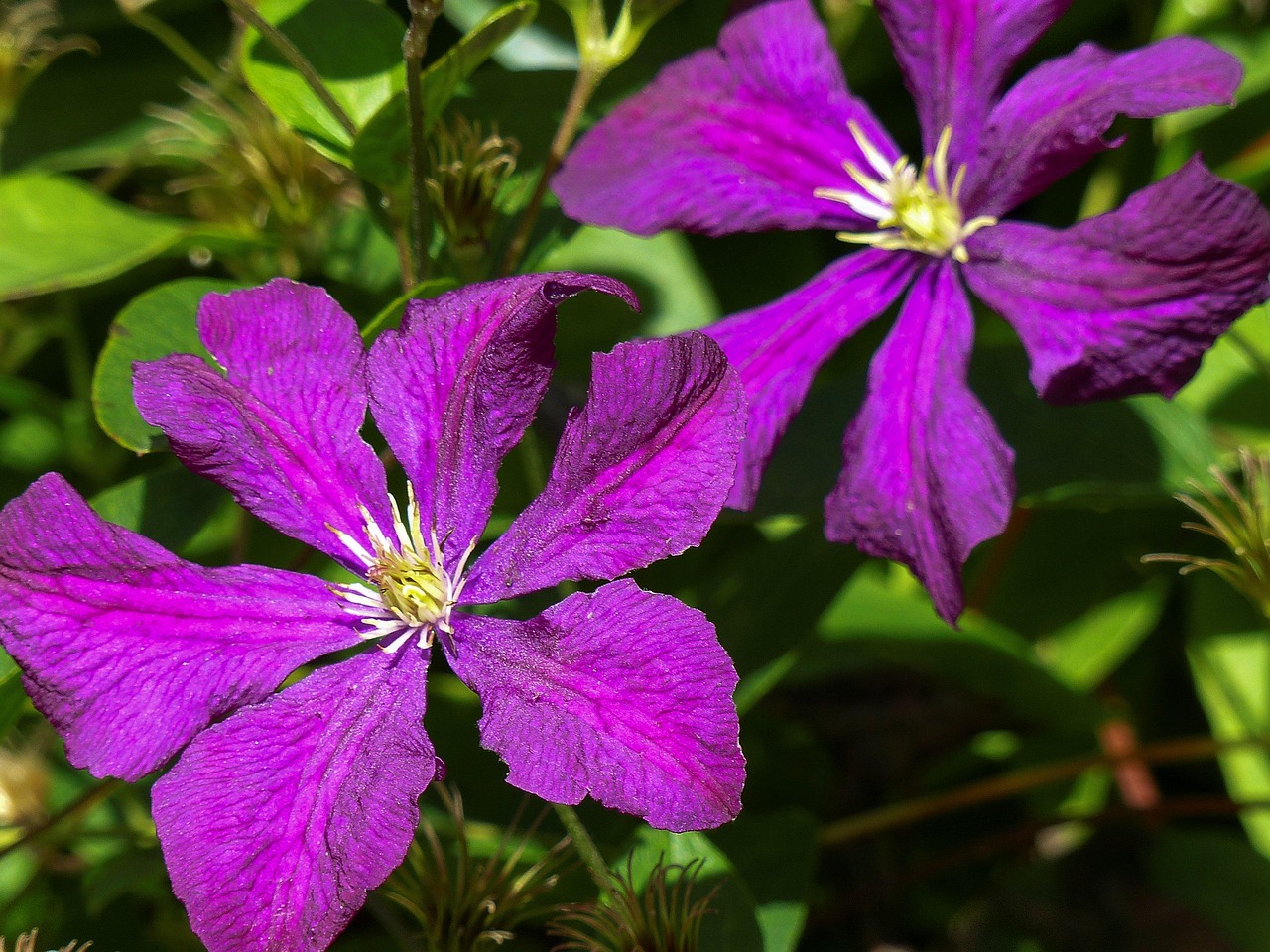 Klematis Jackmanii