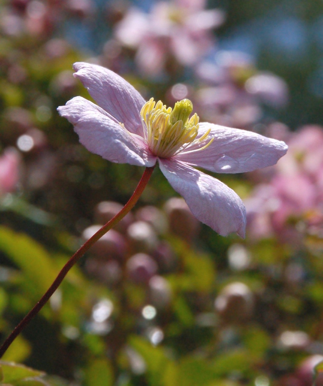klematis Pink perfection