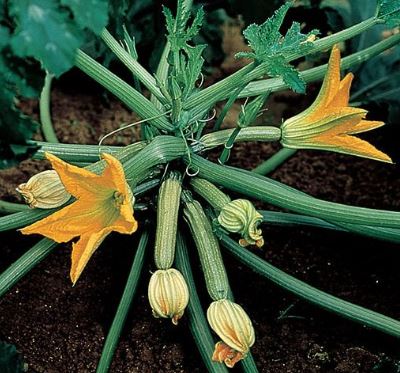 Zucchini "Gabbiano" F1