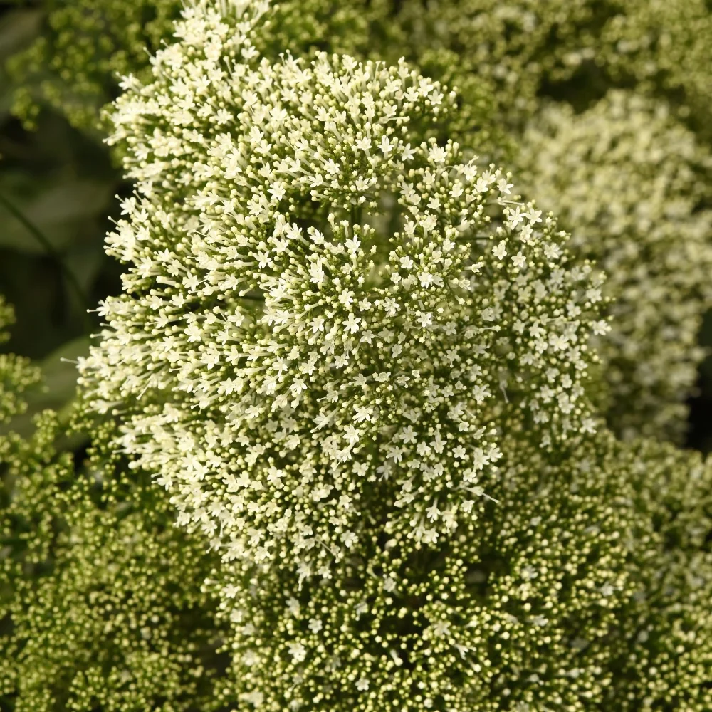 Sommarhalsört 'Lake Michigan White' 