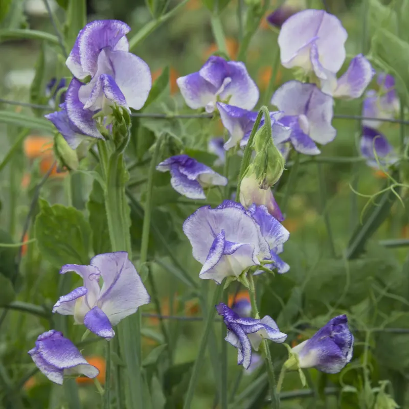 Luktärt 'Spencer Blue Ripple'
