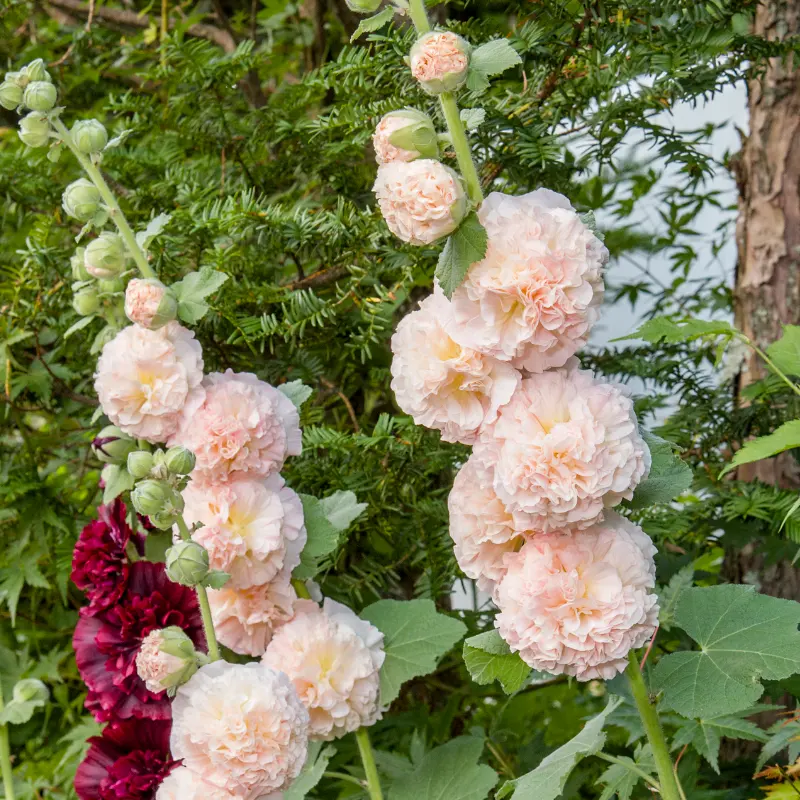 Stockros 'Chater's Salmon Pink'