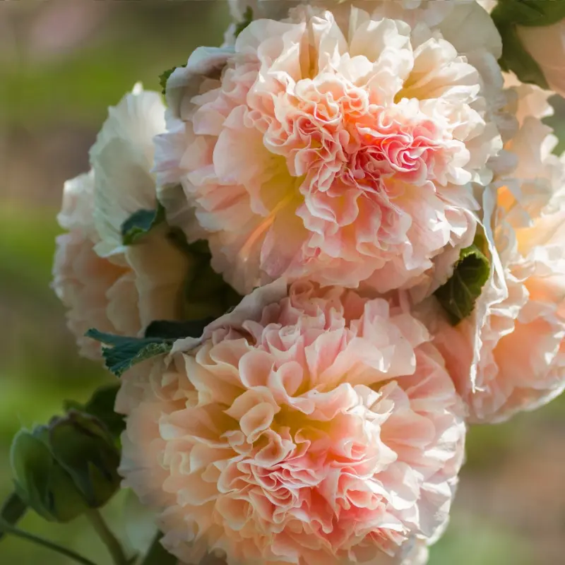 Stockros 'Chater's Salmon Pink'