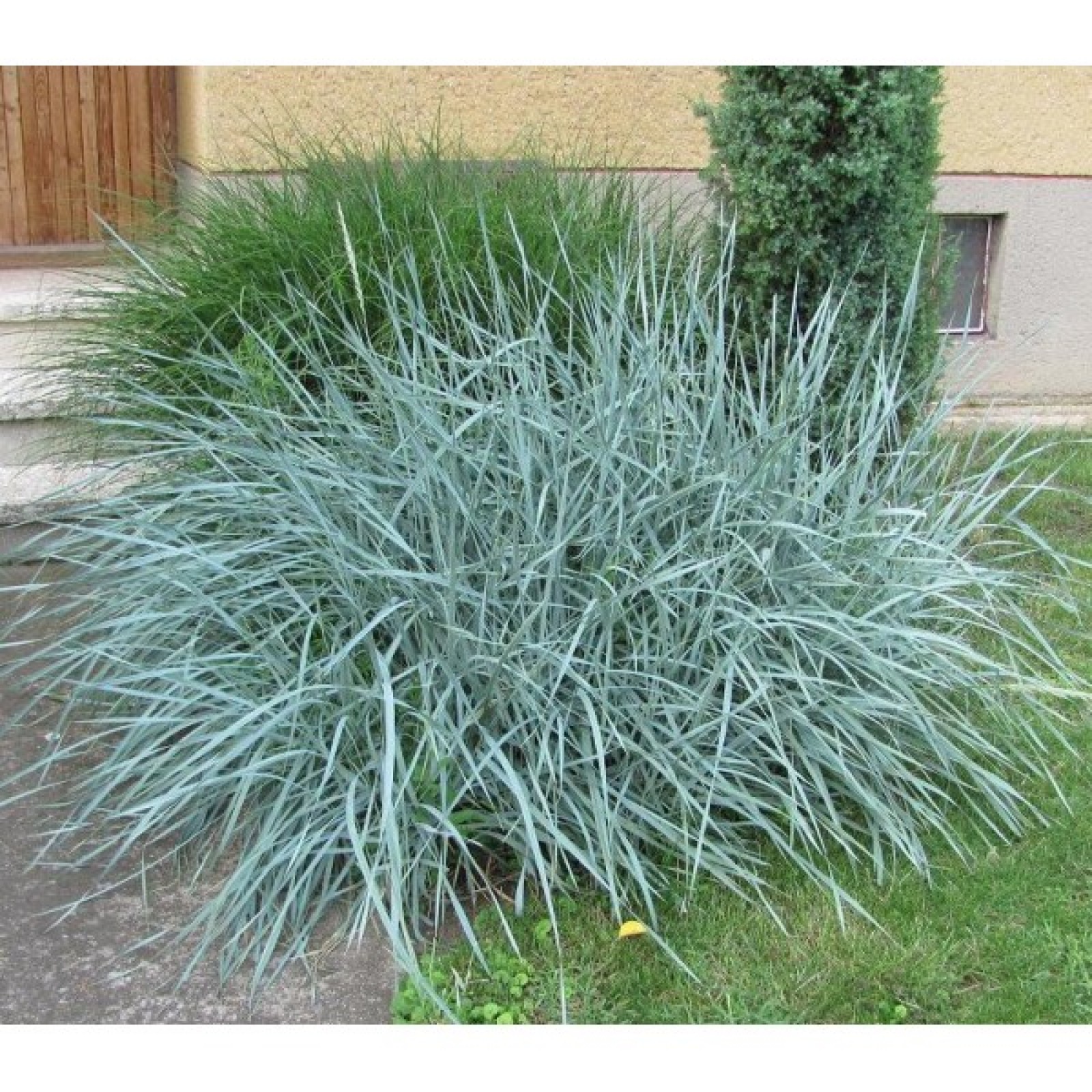 4421  Leymus arenarius Blue Dune  I  Svenskt namn  :Strandråg  I  Krukstorlek   : SQ1  I  Förväntad Höjd  :  40/100 cm  I  Blomningstid :  juli-aug - 2