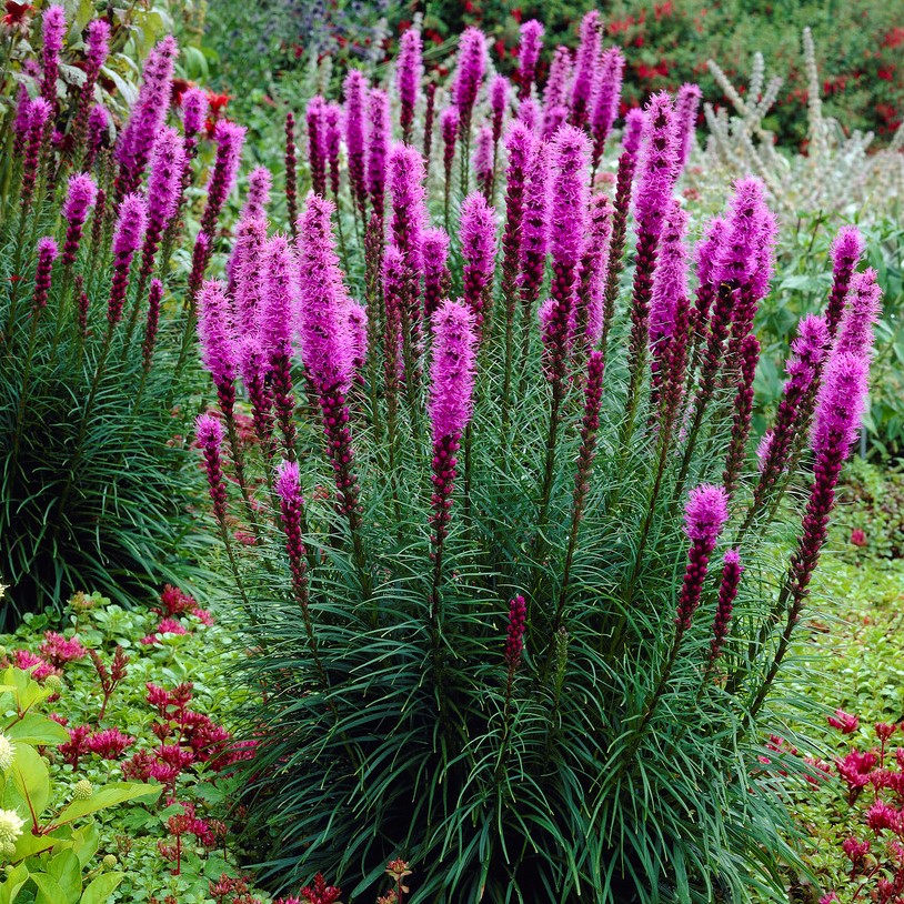 5885  Liatris spicata   11c  I  Svenskt namn  :Rosenstav  I  Krukstorlek   : 11c  I  Förväntad Höjd  :  60 cm  I  Blomningstid :  juli-aug