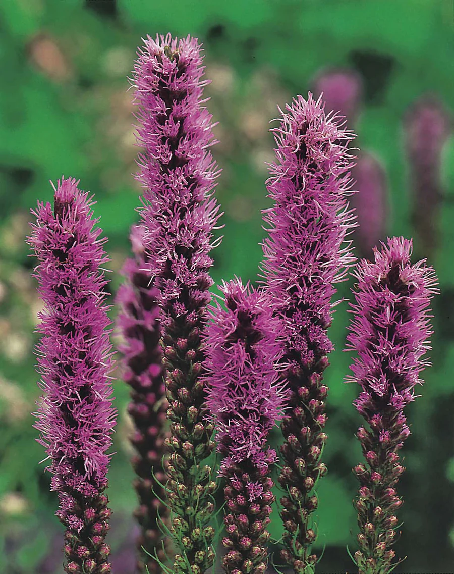 5885  Liatris spicata   11c  I  Svenskt namn  :Rosenstav  I  Krukstorlek   : 11c  I  Förväntad Höjd  :  60 cm  I  Blomningstid :  juli-aug - 2