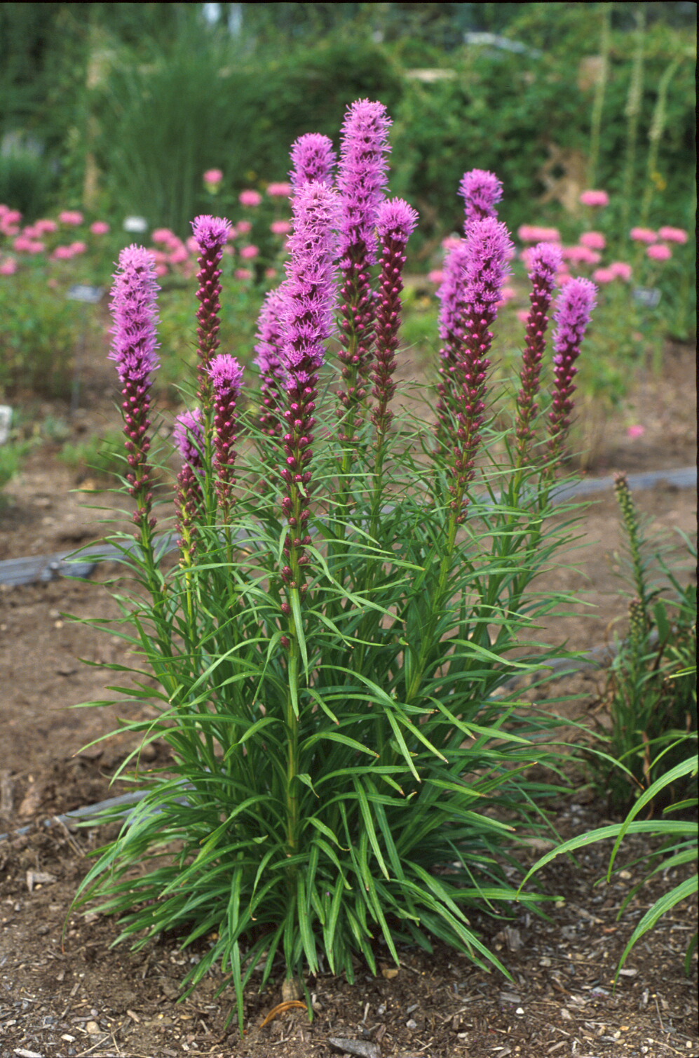 5885  Liatris spicata   11c  I  Svenskt namn  :Rosenstav  I  Krukstorlek   : 11c  I  Förväntad Höjd  :  60 cm  I  Blomningstid :  juli-aug - 3