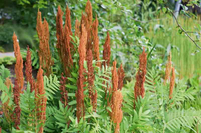 9440  Osmunda regalis  I  Svenskt namn  :Kungsbräken  I  Krukstorlek   : 11c  I  Förväntad Höjd  :  100 cm  I  Blomningstid :  ..... - 3
