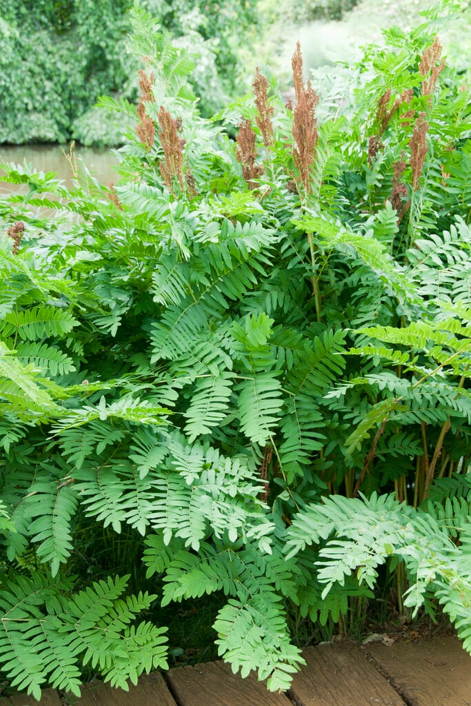 9440  Osmunda regalis  I  Svenskt namn  :Kungsbräken  I  Krukstorlek   : 11c  I  Förväntad Höjd  :  100 cm  I  Blomningstid :  ..... - 2