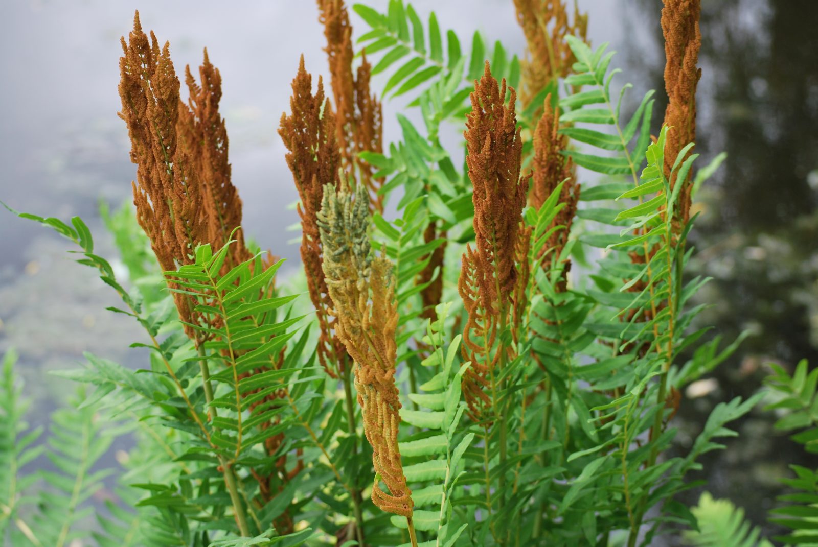 9440  Osmunda regalis  I  Svenskt namn  :Kungsbräken  I  Krukstorlek   : 11c  I  Förväntad Höjd  :  100 cm  I  Blomningstid :  ..... - 4