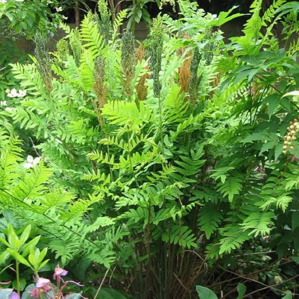 9440  Osmunda regalis  I  Svenskt namn  :Kungsbräken  I  Krukstorlek   : 11c  I  Förväntad Höjd  :  100 cm  I  Blomningstid :  .....