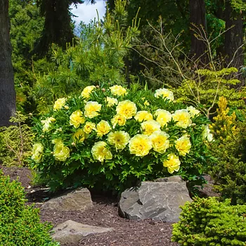 6481  Paeonia  Bartzella  I  Svenskt namn  :Itohpion  I  Krukstorlek   : SQ6  I  Förväntad Höjd  :  80 cm  I  Blomningstid :  juni-juli