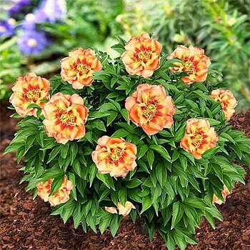 6479  Paeonia  Callies Memory  I  Svenskt namn  :Itohpion  I  Krukstorlek   : SQ6  I  Förväntad Höjd  :  80 cm  I  Blomningstid :  juni-juli