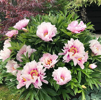 6494  Paeonia  Cora Louise  I  Svenskt namn  :Itohpion  I  Krukstorlek   : SQ6  I  Förväntad Höjd  :  80 cm  I  Blomningstid :  juni-juli
