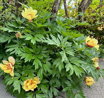 6411  Paeonia  Going Bananas  I  Svenskt namn  :Itohpion  I  Krukstorlek   : SQ6  I  Förväntad Höjd  :  80 cm  I  Blomningstid :  juni-juli