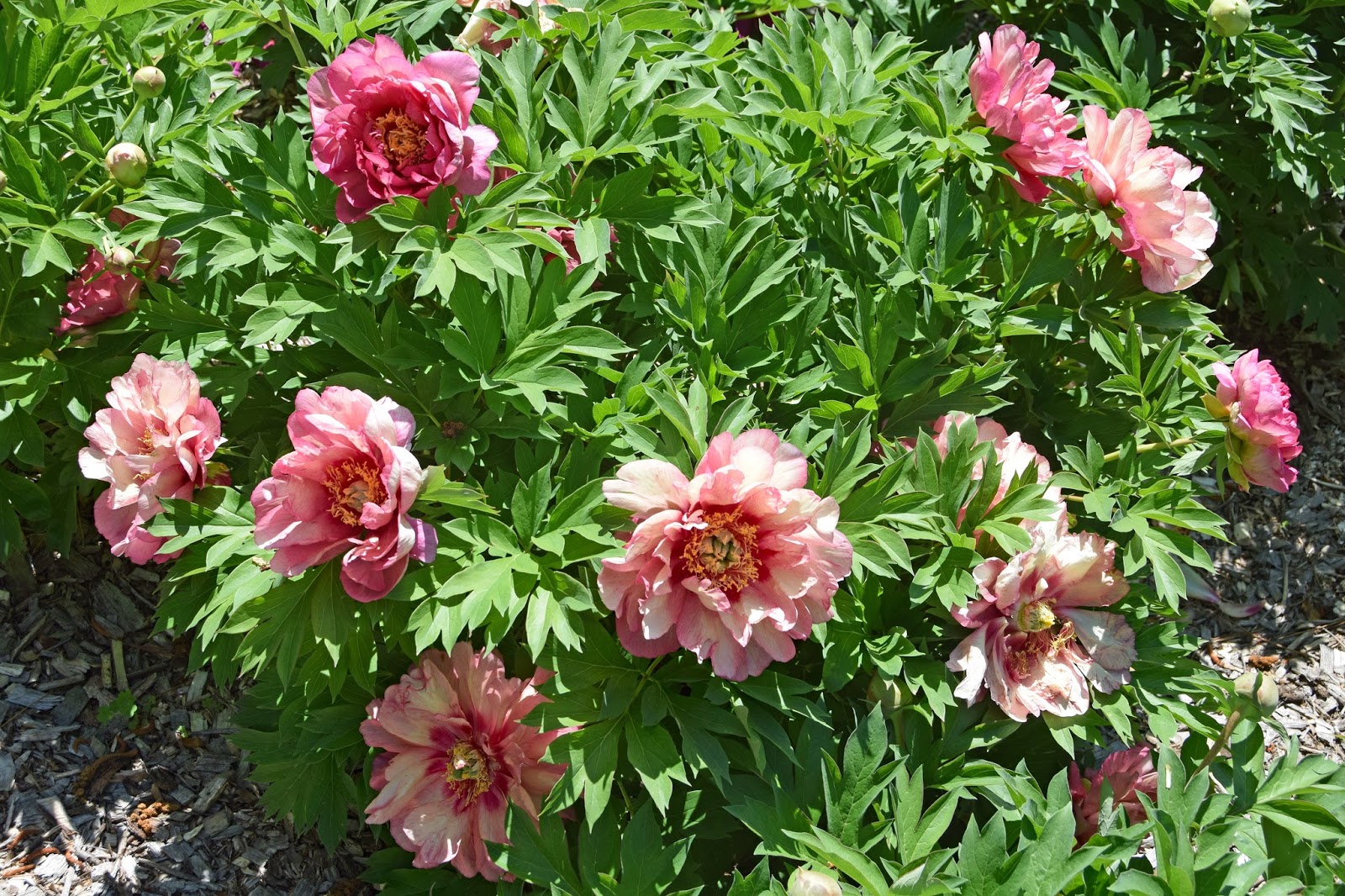 6503  Paeonia  Hillary  I  Svenskt namn  :Itohpion  I  Krukstorlek   : SQ6  I  Förväntad Höjd  :  70 cm  I  Blomningstid :  juni-juli - 2