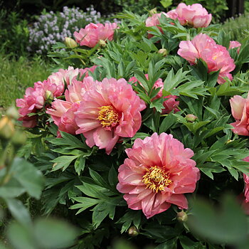 6503  Paeonia  Hillary  I  Svenskt namn  :Itohpion  I  Krukstorlek   : SQ6  I  Förväntad Höjd  :  70 cm  I  Blomningstid :  juni-juli