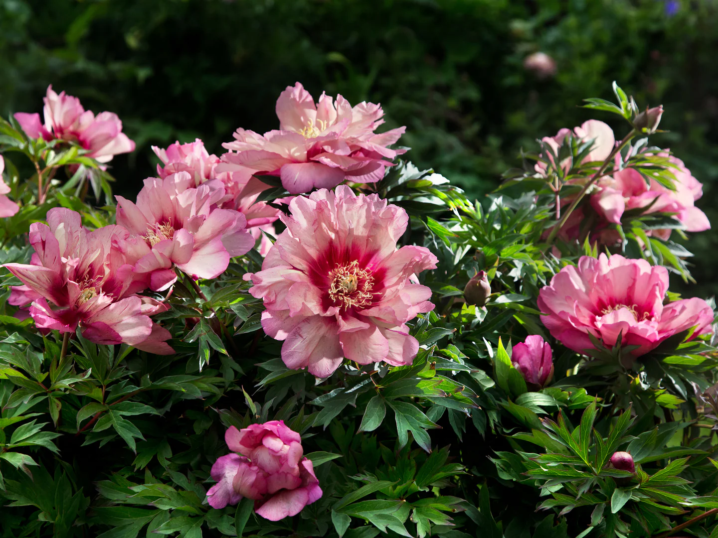 6503  Paeonia  Hillary  I  Svenskt namn  :Itohpion  I  Krukstorlek   : SQ6  I  Förväntad Höjd  :  70 cm  I  Blomningstid :  juni-juli - 3